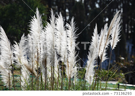 Pampasgrass Pampasgrass 73136293