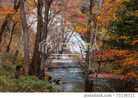 [奧日光，湯川一帶的遠足路線的紅葉] 73136311