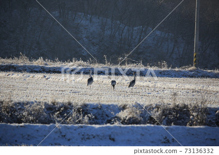 Red Crane, Cheorwon Crane Village, Cheondong Duck, Migratory Bird Red Crane, Cheorwon Crane Village, Cheondong Duck, Migratory Bird 73136332