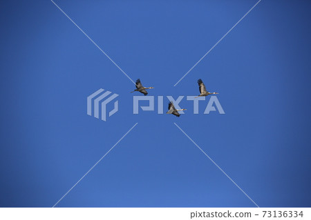 Red Crane, Cheorwon Crane Village, Cheondong Duck, Migratory Bird Red Crane, Cheorwon Crane Village, Cheondong Duck, Migratory Bird 73136334