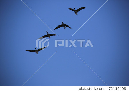 Red Crane, Cheorwon Crane Village, Cheondong Duck, Migratory Bird 73136408