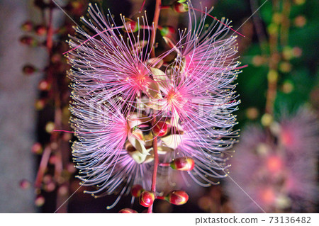 Barringtonia racemosa or powder puff tree flower at night in Yilan, Taiwan. Barringtonia racemosa or powder puff tree flower at night in Yilan, Taiwan. 73136482