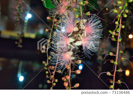 Barringtonia racemosa or powder puff tree flower at night in Yilan, Taiwan. 73136486
