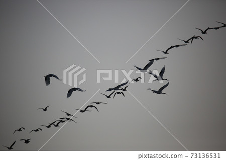 Red Crane, Cheorwon Crane Village, Cheondong Duck, Migratory Bird 73136531