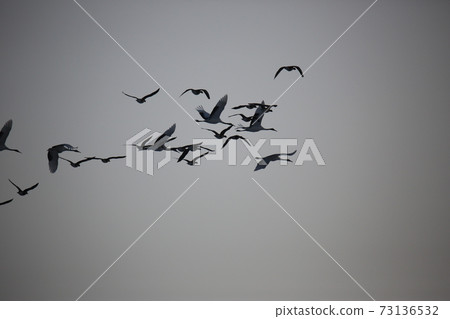 Red Crane, Cheorwon Crane Village, Cheondong Duck, Migratory Bird 73136532