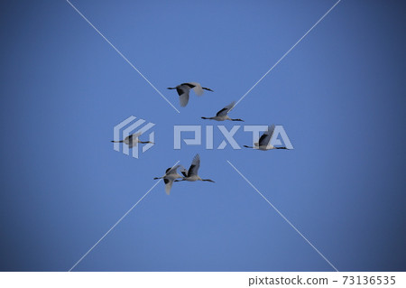 Red Crane, Cheorwon Crane Village, Cheondong Duck, Migratory Bird Red Crane, Cheorwon Crane Village, Cheondong Duck, Migratory Bird 73136535