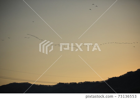 Red Crane, Cheorwon Crane Village, Cheondong Duck, Migratory Bird Red Crane, Cheorwon Crane Village, Cheondong Duck, Migratory Bird 73136553