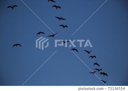 Red Crane, Cheorwon Crane Village, Cheondong Duck, Migratory Bird Red Crane, Cheorwon Crane Village, Cheondong Duck, Migratory Bird 73136554