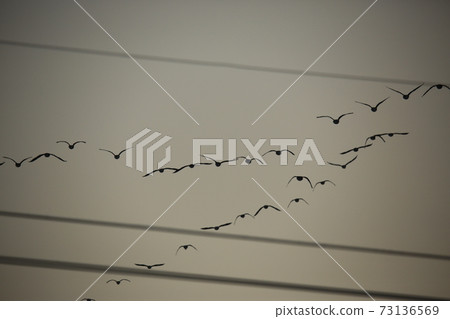 Red Crane, Cheorwon Crane Village, Cheondong Duck, Migratory Bird 73136569