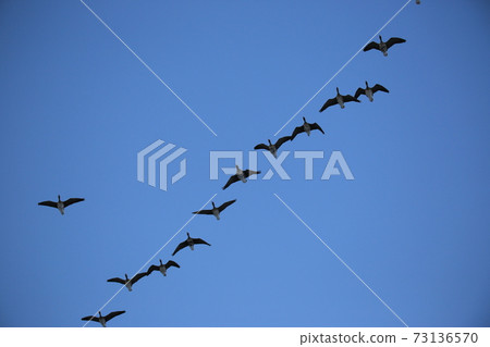 Red Crane, Cheorwon Crane Village, Cheondong Duck, Migratory Bird 73136570
