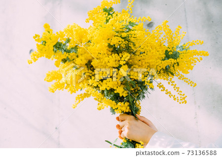 婦與一束含羞草 73136588