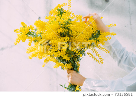 婦與一束含羞草 婦與一束含羞草 73136591