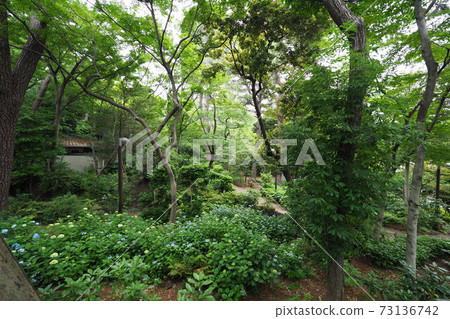 五天山花園鮮綠色 五天山花園鮮綠色 73136742