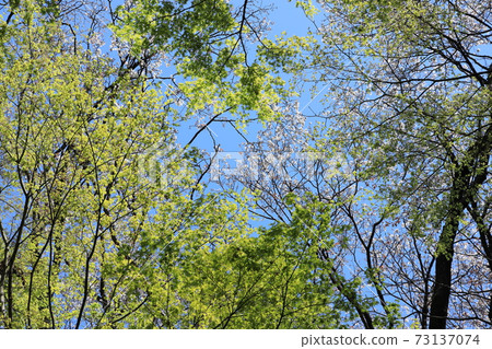 Moe yellow season 73137074