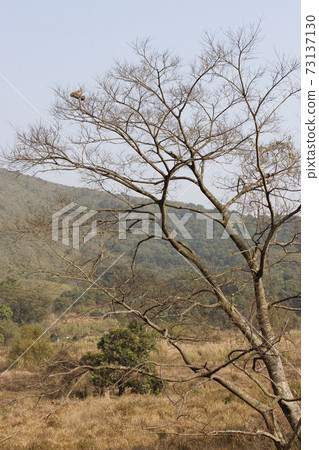 Meadow with tall dryed out grass in the autumn at Sha Lo Tung, hk 73137130