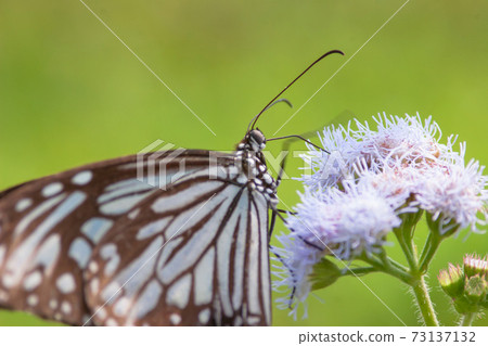 a Butterfly At nature, the nature back ground a Butterfly At nature, the nature back ground 73137132