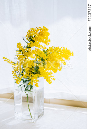 Mimosa Mimosa 73137237