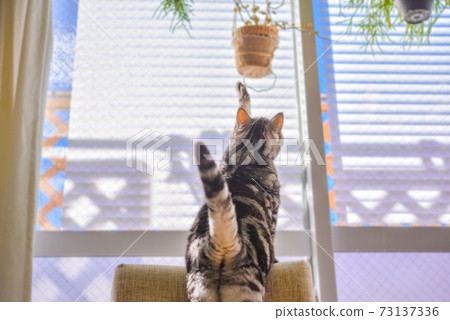 Back view of a cat mischievous on foliage plants Back view of a cat mischievous on foliage plants 73137336