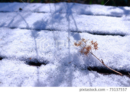 Sunbeams in the snow Sunbeams in the snow 73137557
