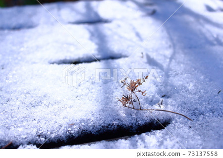 Sunbeams in the snow 73137558