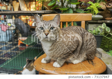 The gray cat is sitting and looking away. The gray cat is sitting and looking away. 73137947