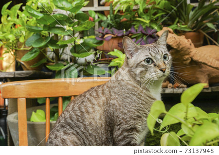 The gray cat is sitting and looking away. 73137948