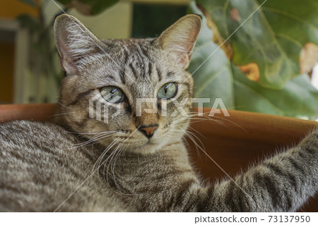 The gray cat looks very cute. The gray cat looks very cute. 73137950