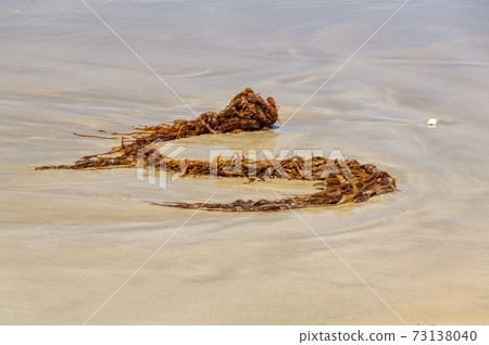 Seaweed - Torquay 73138040