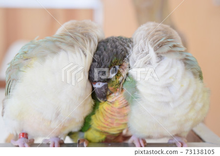 Good friend parakeet 73138105
