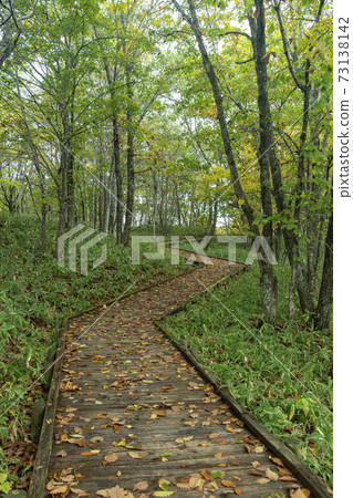 北海道Ku路濕地的山毛櫸森林 73138142