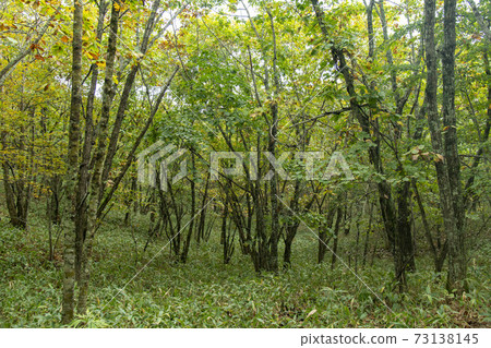 北海道Ku路濕地的山毛櫸森林 73138145