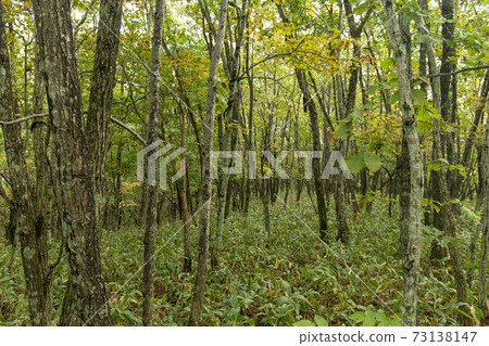 北海道Ku路濕地的山毛櫸森林 73138147