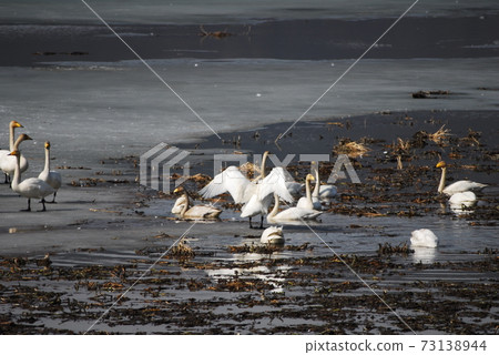 Emergencies of swan, Gyeongancheon, and migratory birds 73138944