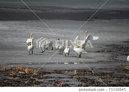 Emergencies of swan, Gyeongancheon, and migratory birds 73138945