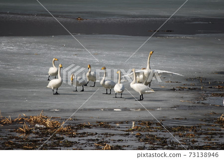 Emergencies of swan, Gyeongancheon, and migratory birds 73138946