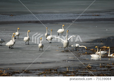 Gyeongancheon stream of swan and migratory birds Gyeongancheon stream of swan and migratory birds 73139064
