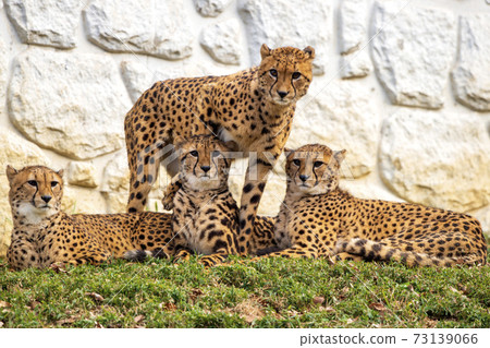 Tama Zoological Park quadruple cheetah brothers Tama Zoological Park quadruple cheetah brothers 73139066