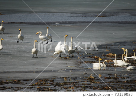 Gyeongancheon stream of swan and migratory birds 73139083