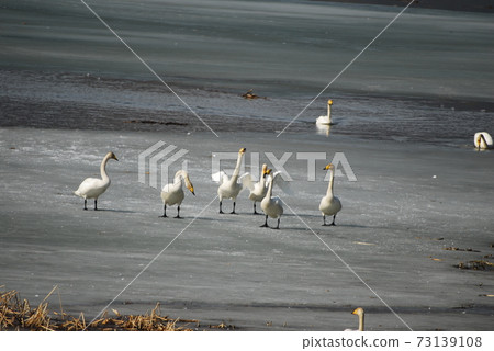 Gyeongancheon stream of swan and migratory birds 73139108