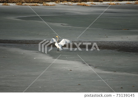 Gyeongancheon stream of swan and migratory birds 73139145