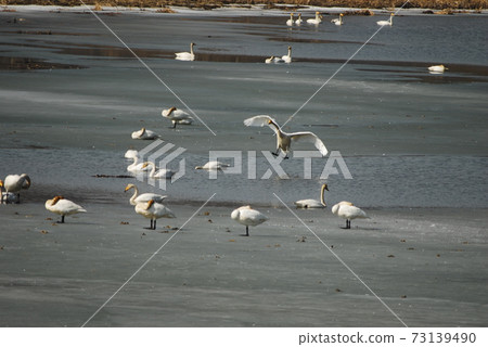 Gyeongancheon Wetland Park. Great stork. Migratory birds. 73139490