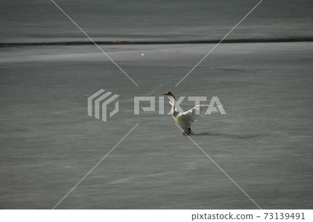 慶安川濕地公園、大天鵝和候鳥 73139491