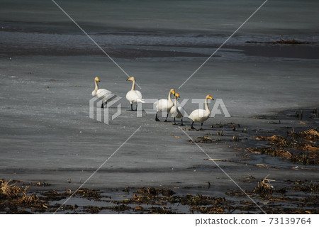 Gyeongancheon. Swans. Great storks. Habitat, migratory birds Gyeongancheon. Swans. Great storks. Habitat, migratory birds 73139764