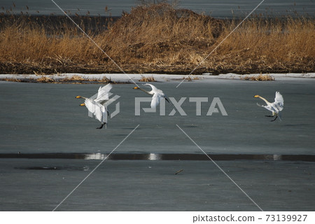 Gyeongancheon. Great White Stork. Photographer. Migratory birds 73139927