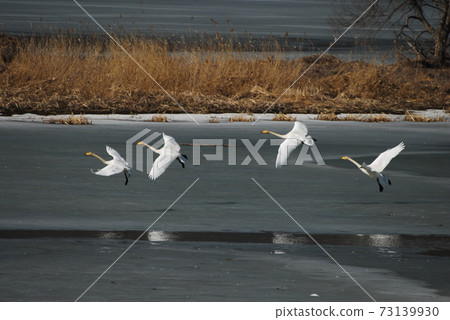 Gyeongancheon. Great White Stork. Photographer. Migratory birds Gyeongancheon. Great White Stork. Photographer. Migratory birds 73139930