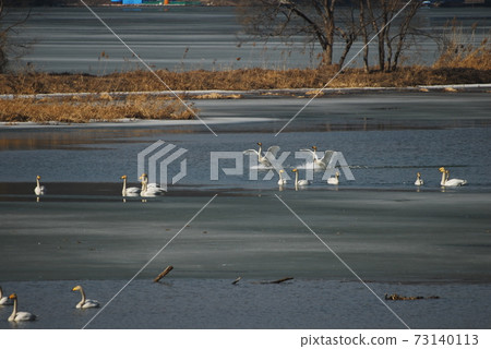 Gyeongancheon Wetland Park. Migratory birds. 73140113