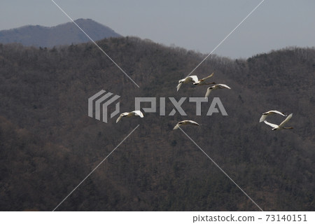 Gyeongancheon Wetland Park. Migratory birds. Gyeongancheon Wetland Park. Migratory birds. 73140151