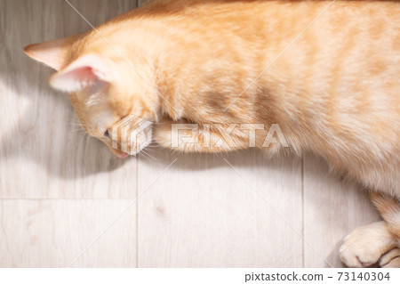 A cute kitten of a tea tabby taking a nap while basking in the sun A cute kitten of a tea tabby taking a nap while basking in the sun 73140304