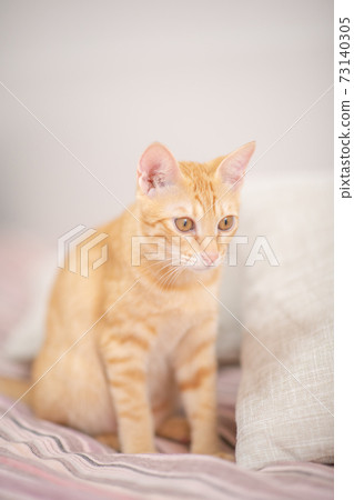 A cute kitten of a tea tiger who is curious to find something A cute kitten of a tea tiger who is curious to find something 73140305