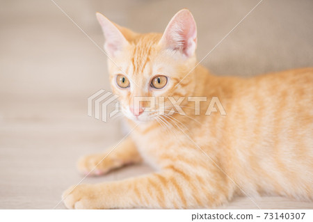 A cute kitten of a tea tiger who is curious to find something A cute kitten of a tea tiger who is curious to find something 73140307
